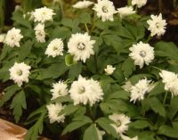 Double white flowers with a blue centre